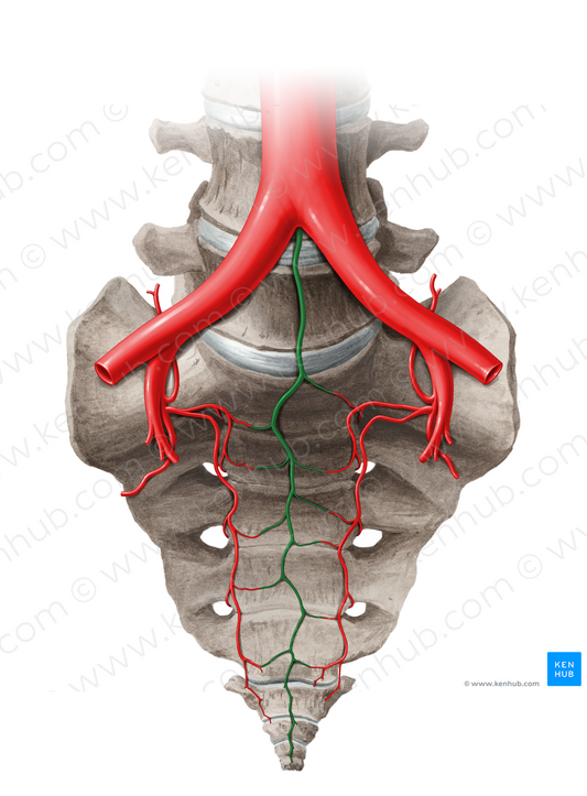 Median sacral artery (#14052)