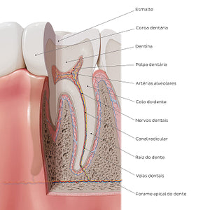 Tooth: Parts and landmarks (Portuguese)