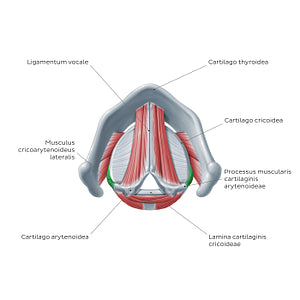 Larynx: action of lateral cricoarytenoid muscle (Latin)