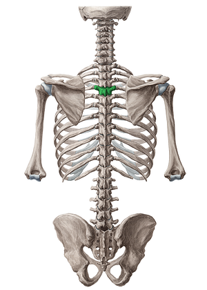 Vertebra T4 (#10773)