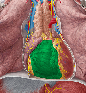 Right ventricle of heart (#10687)