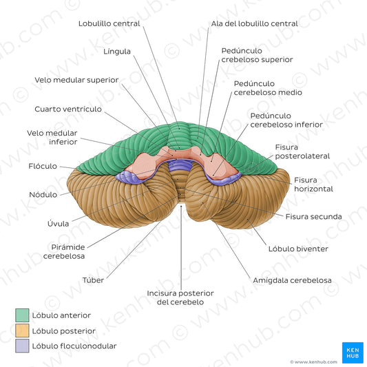 Cerebellum - Anterior view (Spanish)