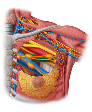 Brachial veins (#9995)