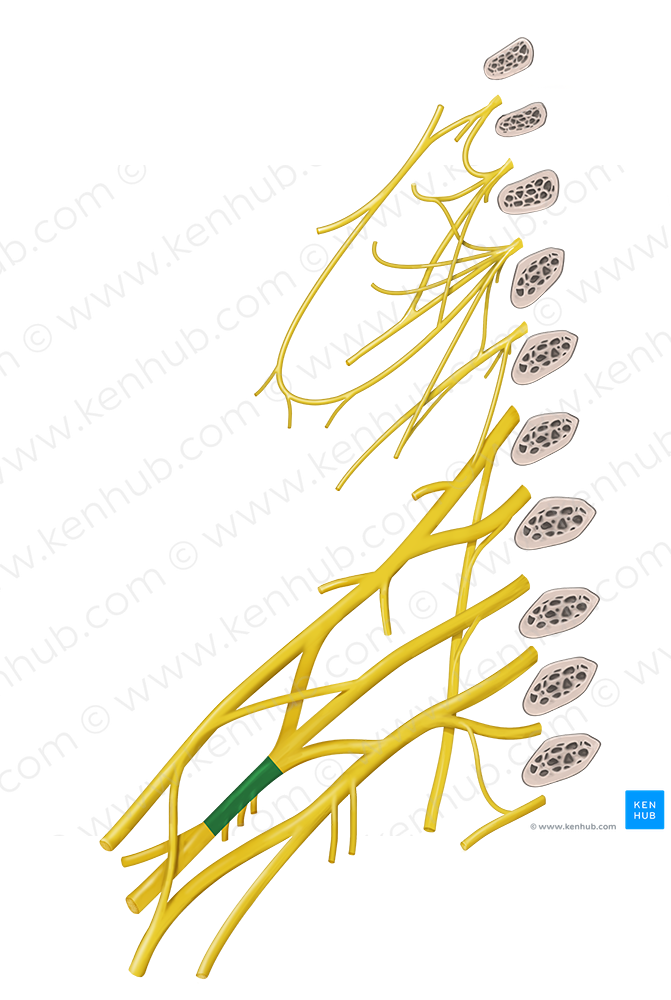 Posterior cord of brachial plexus (#3616)