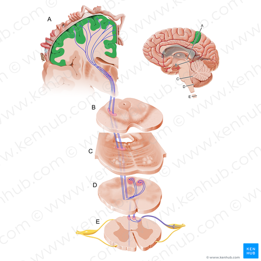 Postcentral gyrus (#12099)