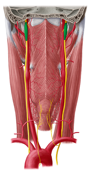 Inferior ganglion of vagus nerve (#3977)