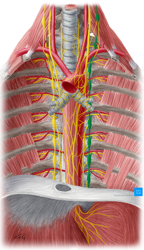 Left sympathetic trunk (#9656)