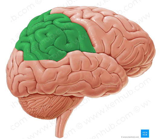 Parietal lobe (#4852)