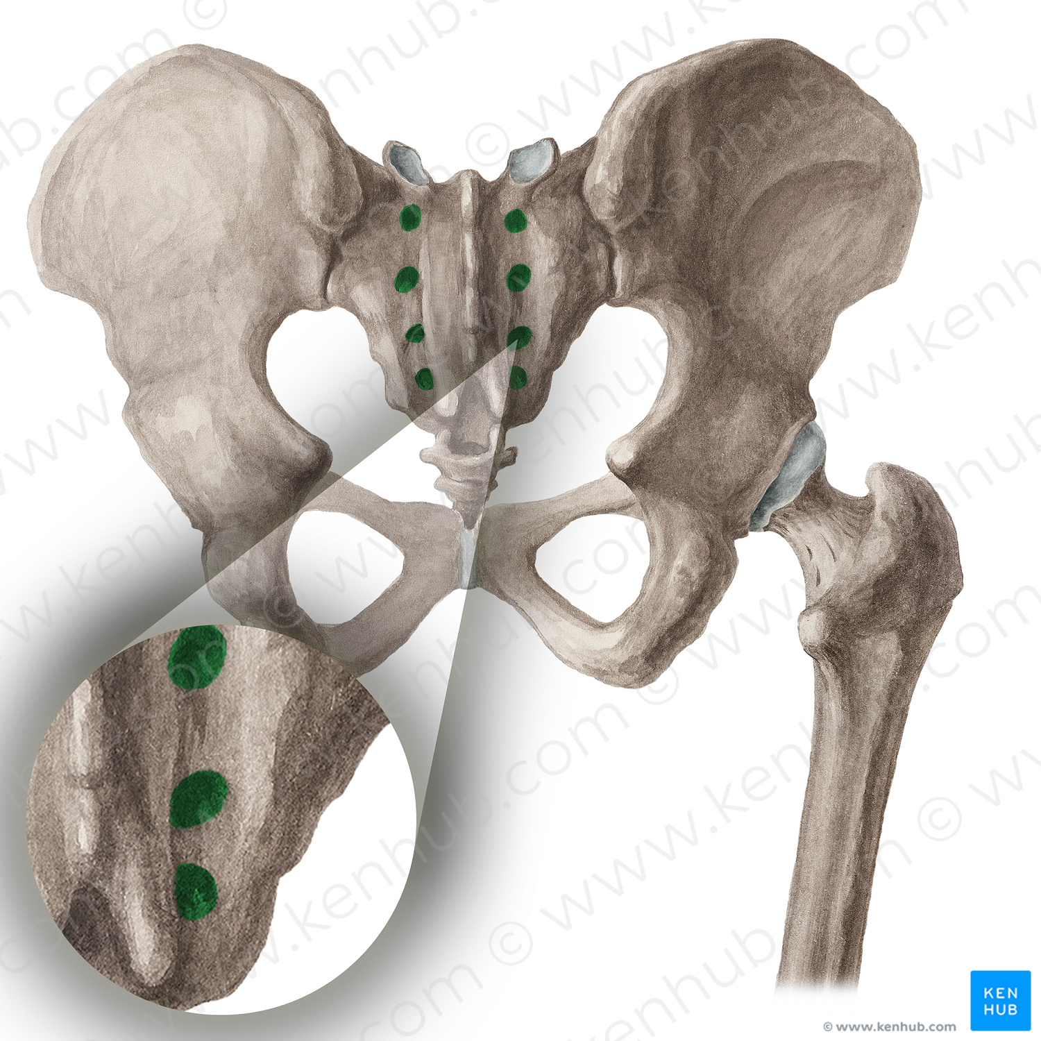 Posterior sacral foramina (#16037)