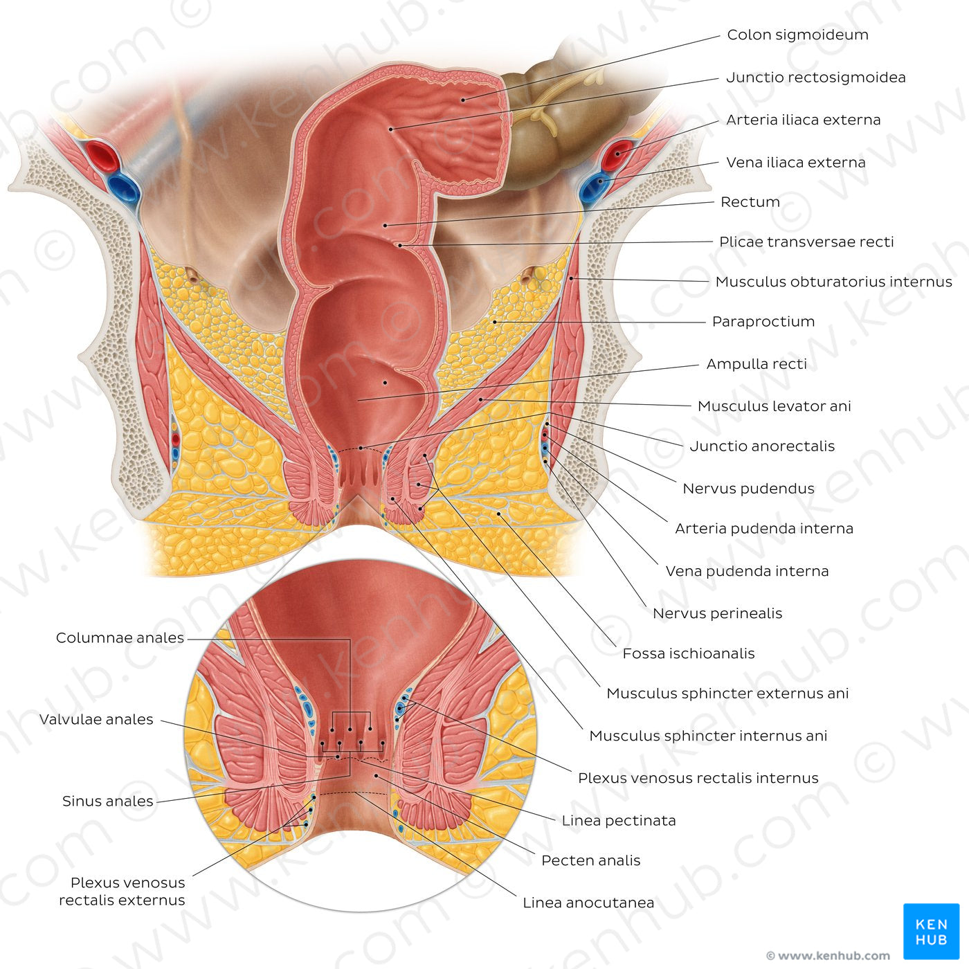 Rectum and anal canal (Latin)