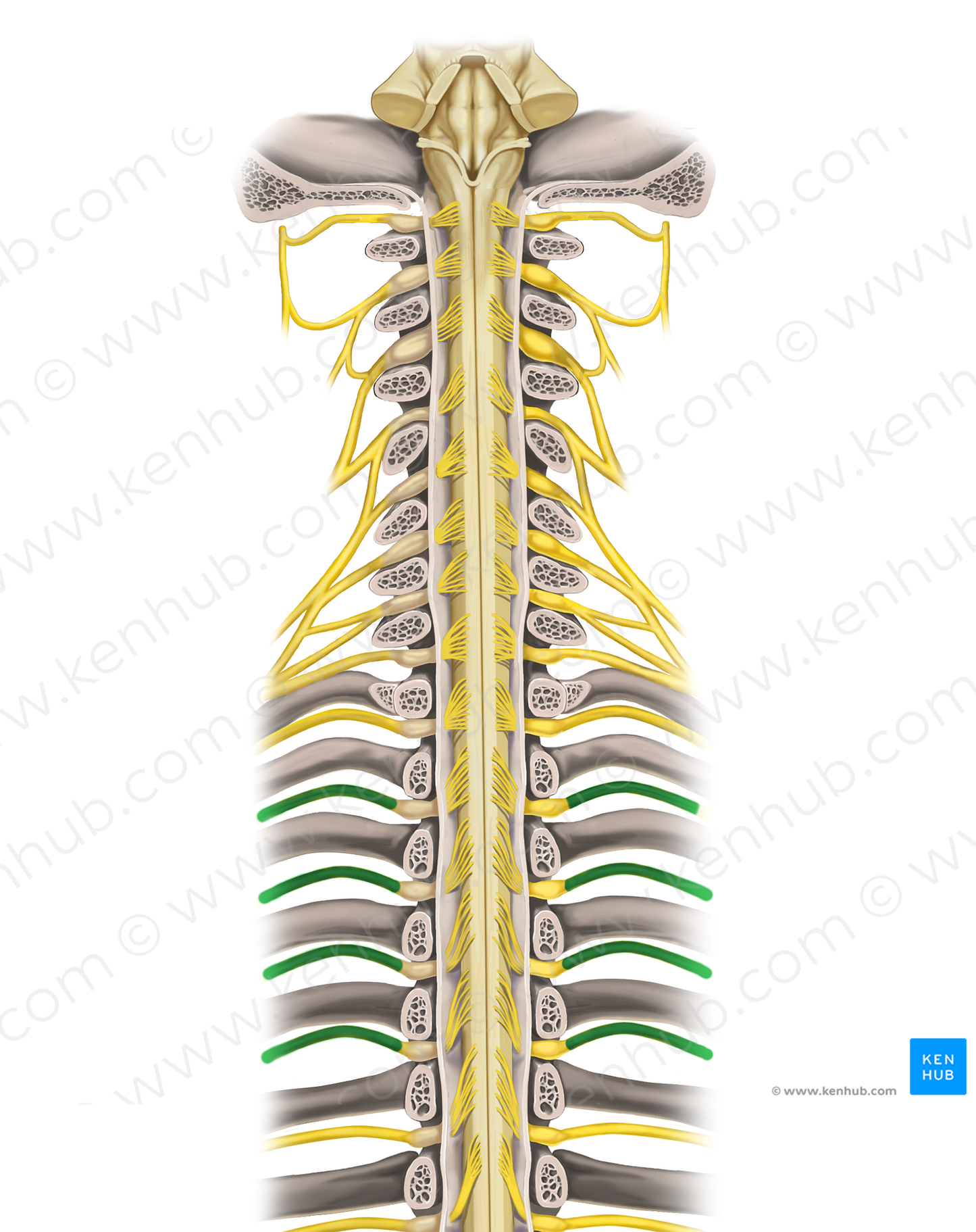 2nd-5th intercostal nerves (#18427)