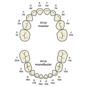Universal Numbering System (deciduous teeth) (Spanish)