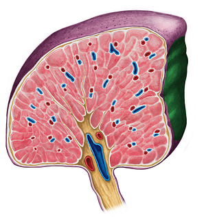 Renal impression of spleen (#3546)