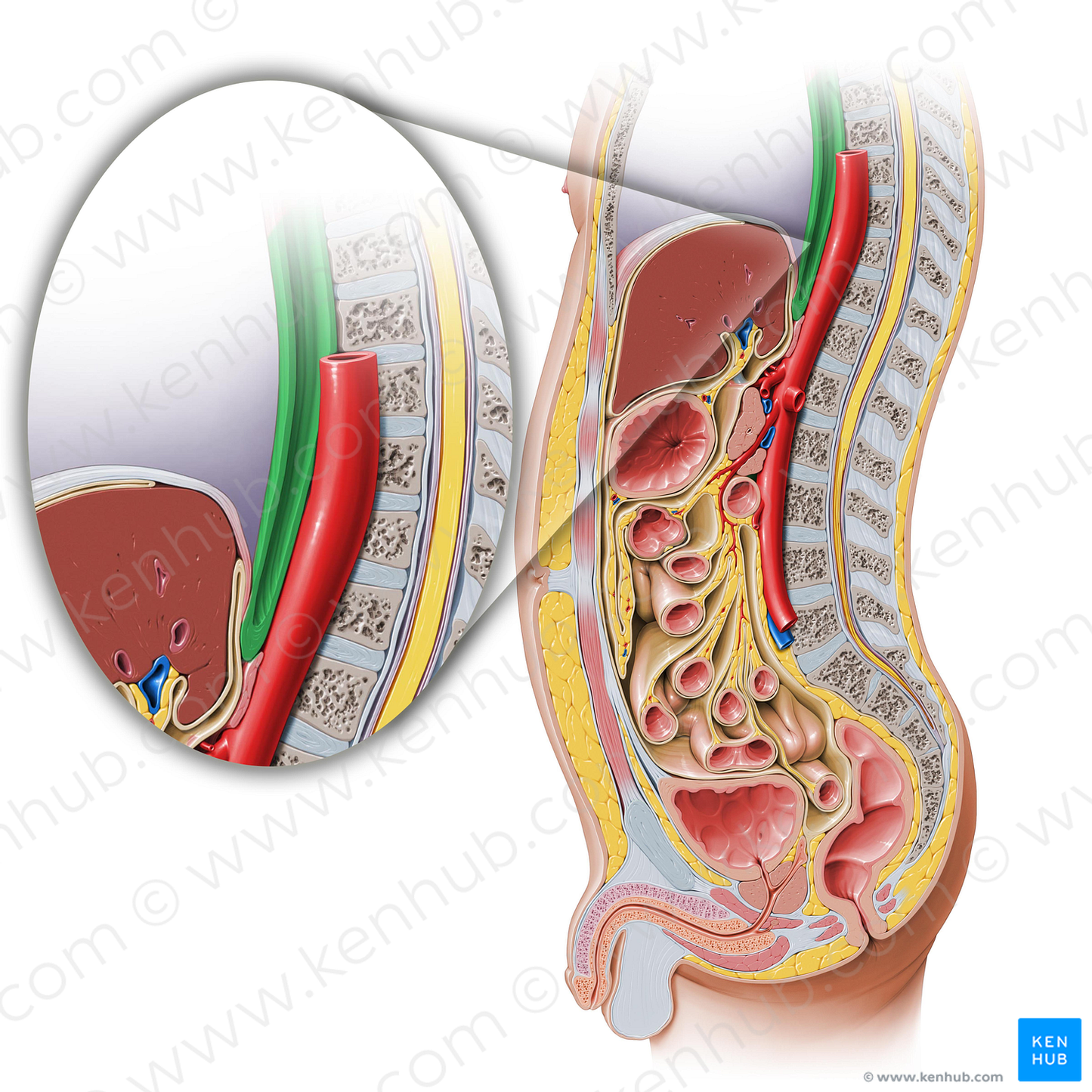 Esophagus (#7297)