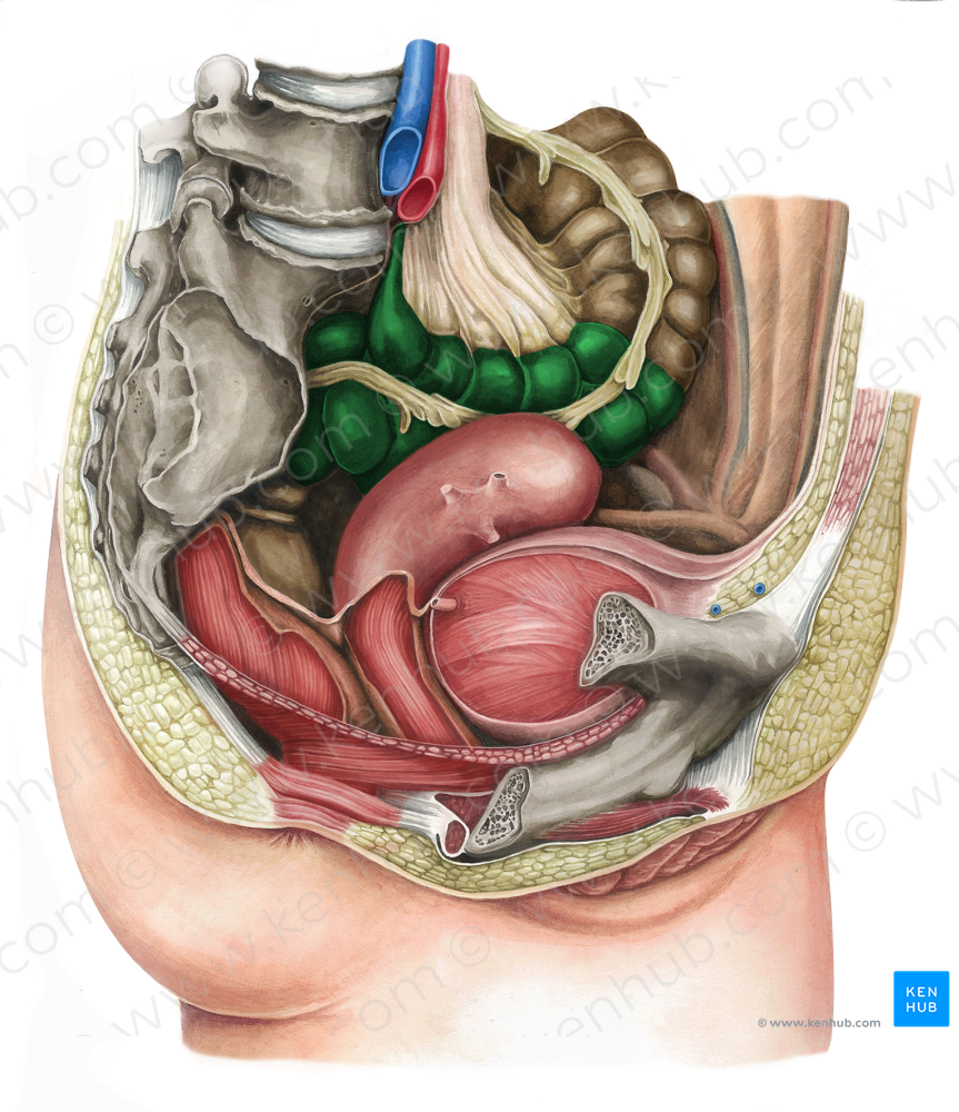 Sigmoid colon (#2740)