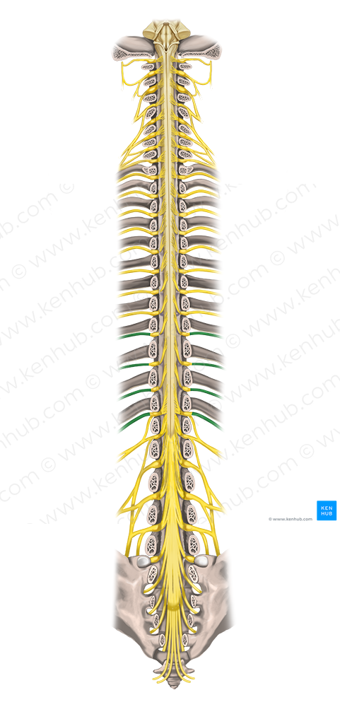 9th-11th intercostal nerves & subcostal nerve (#6249)