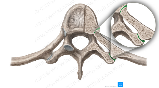 Costovertebral joints (#19156)