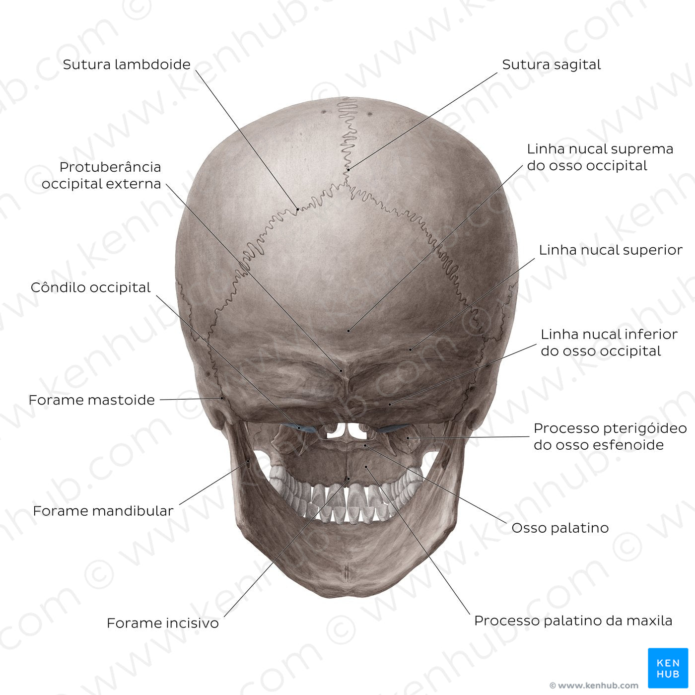 Skull (posterior view) (Portuguese)