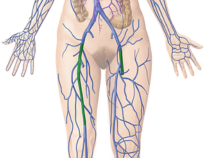 Femoral vein (#10239)