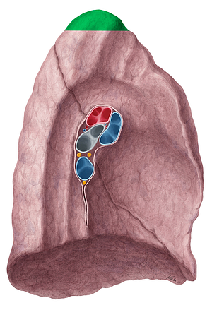 Apex of left lung (#771)