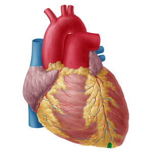 Notch of cardiac apex (#20251)