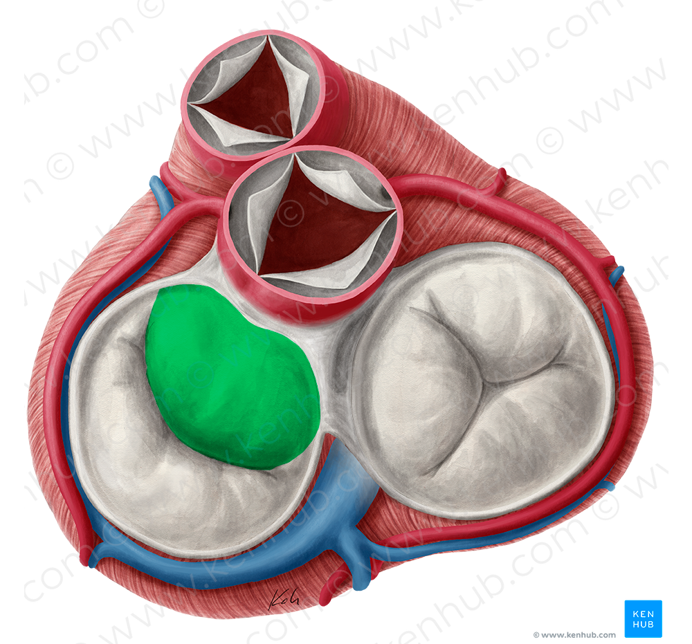 Anterior leaflet of left atrioventricular valve (#3179)