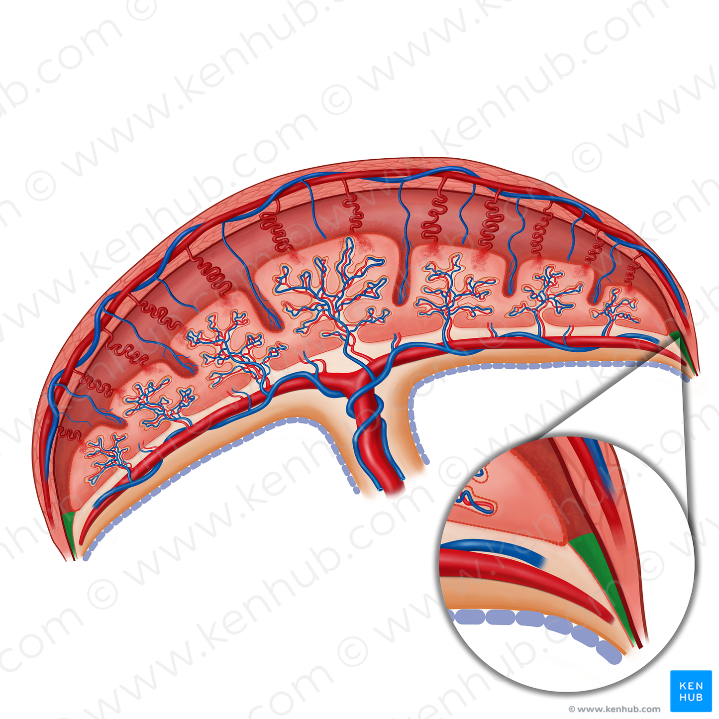 Parietal decidua (#19164)