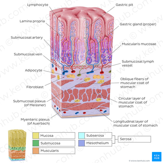 Stomach wall (English)