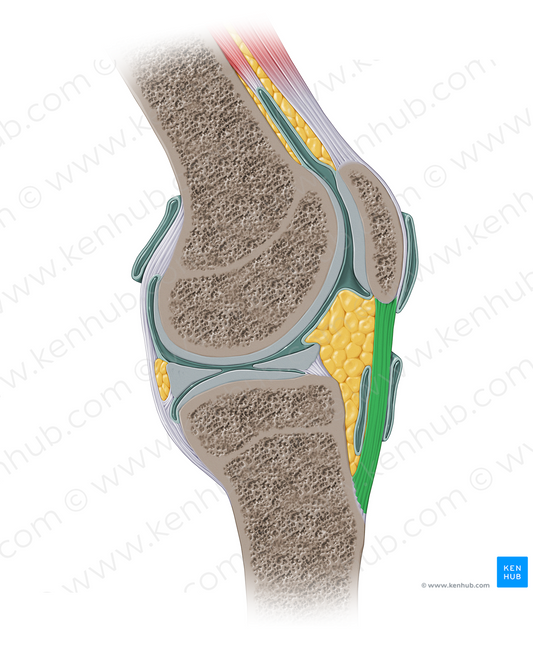 Patellar ligament (#13915)