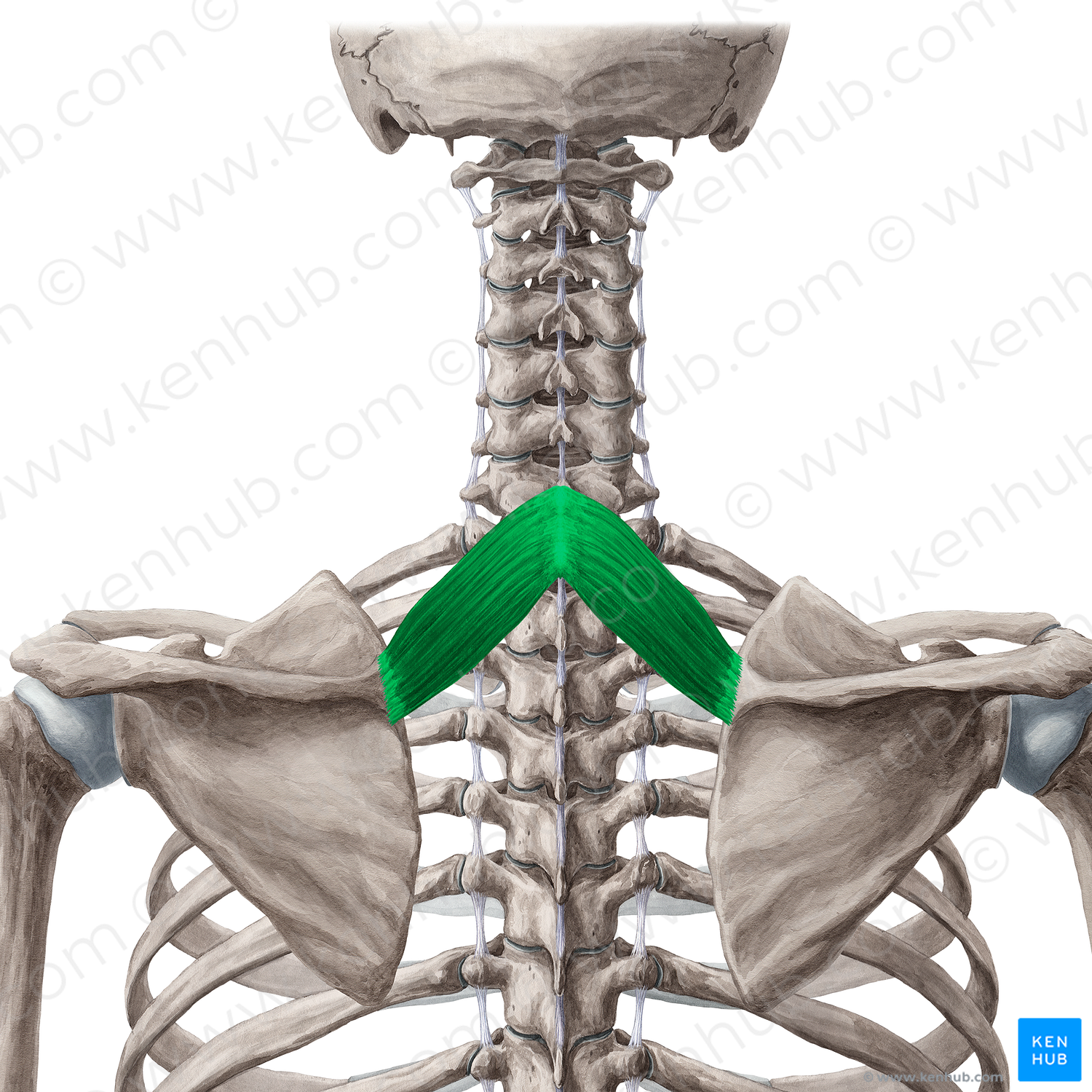 Rhomboid minor muscle (#5884)