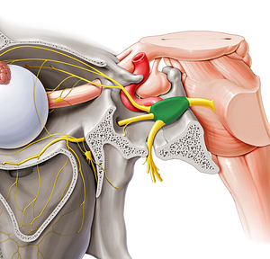 Trigeminal ganglion (#4038)