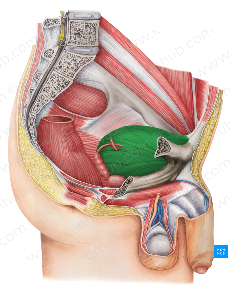 Urinary bladder (#10806)