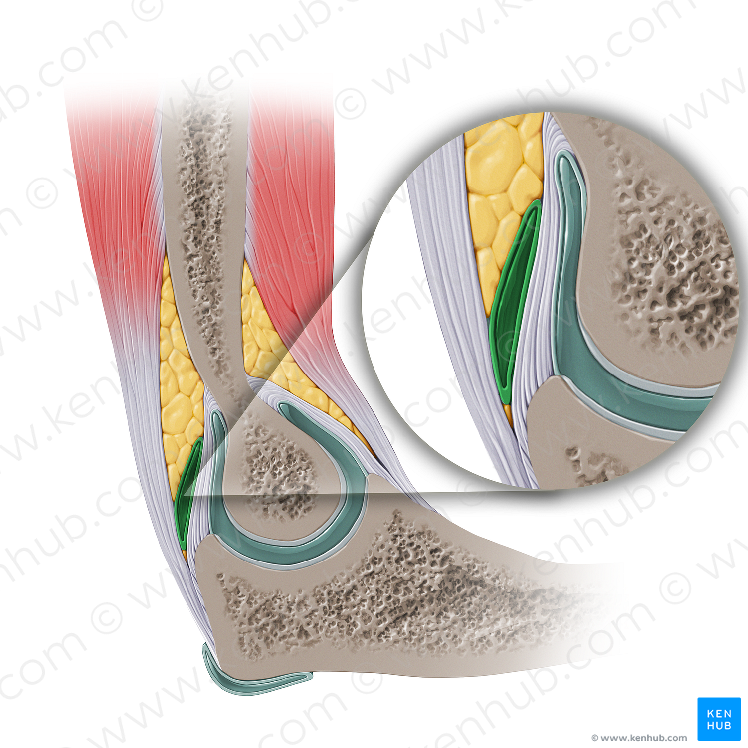 Subtendinous bursa of triceps brachii muscle (#14145)