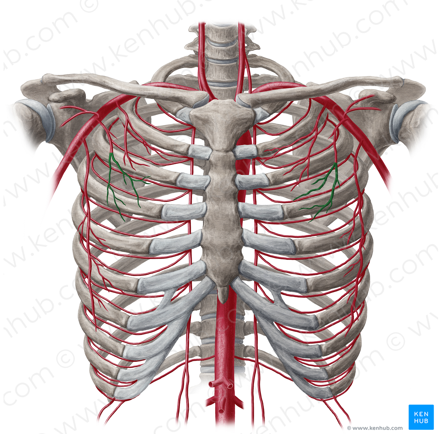 Pectoral branches of thoracoacromial artery (#20107)