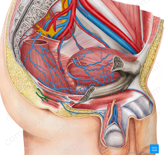 Right inferior anorectal veins (#10527)