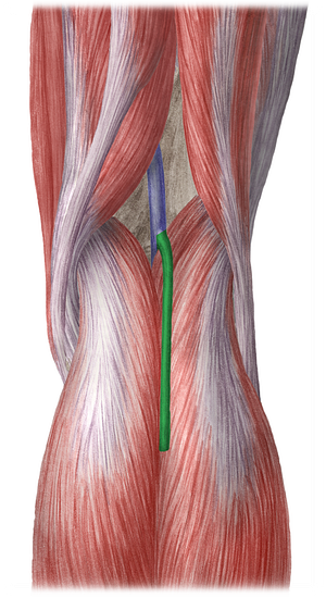 Small saphenous vein (#10572)