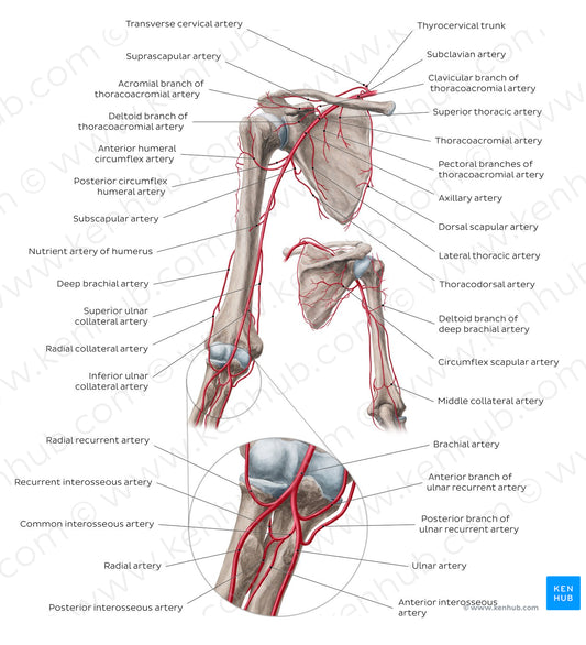 Brachial artery and its branches (English)