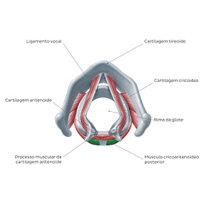 Larynx: action of posterior cricoarytenoid muscle (Portuguese)