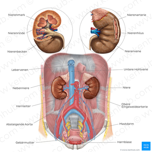 Urinary system - Overview (German)