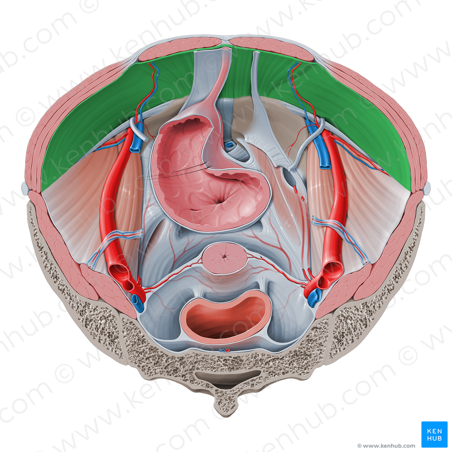 Transversalis fascia (#3595)