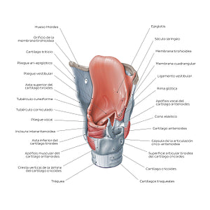 Structure of the larynx: posterolateral view (Spanish)