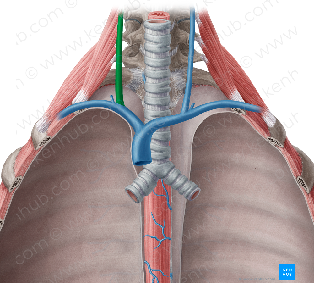 Right internal jugular vein (#10373)