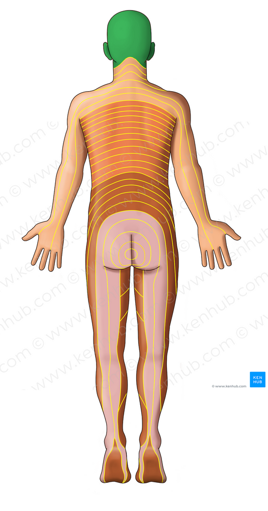 C2 dermatome (#13017)