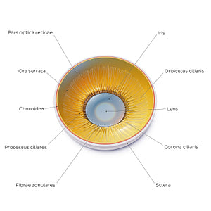 Lens and corpus ciliare: Posterior view (Latin)