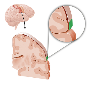 Sensory cortex of internal organs (#21223)