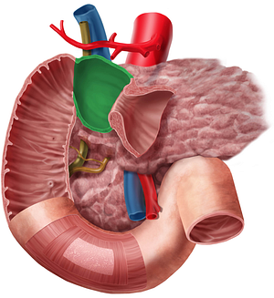 Superior part of duodenum (#7790)