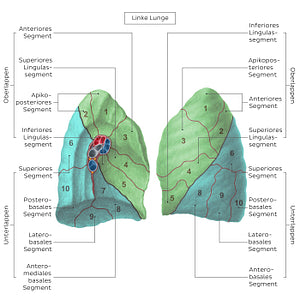 Bronchopulmonary segments (Left lung) (German)