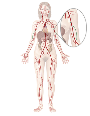 Deep brachial artery (#1646)