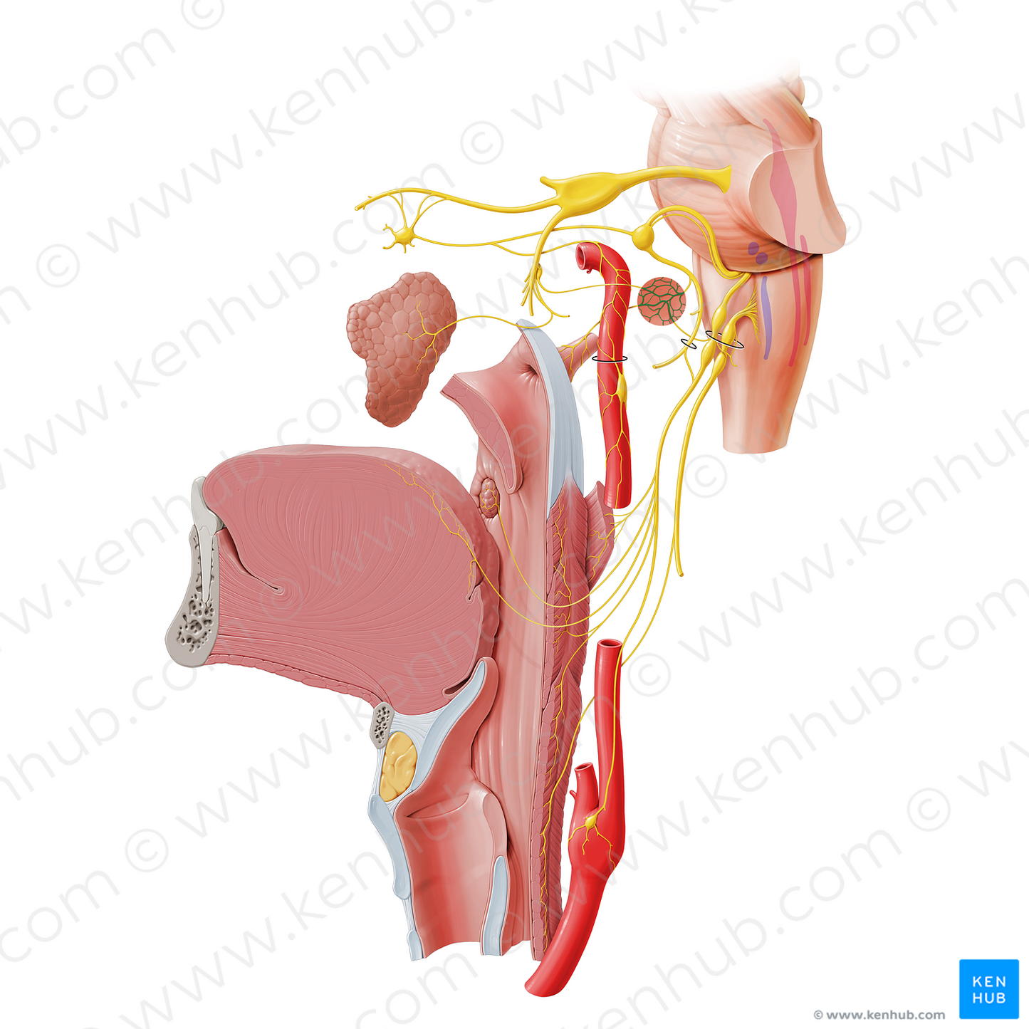 Tympanic plexus (#8045)