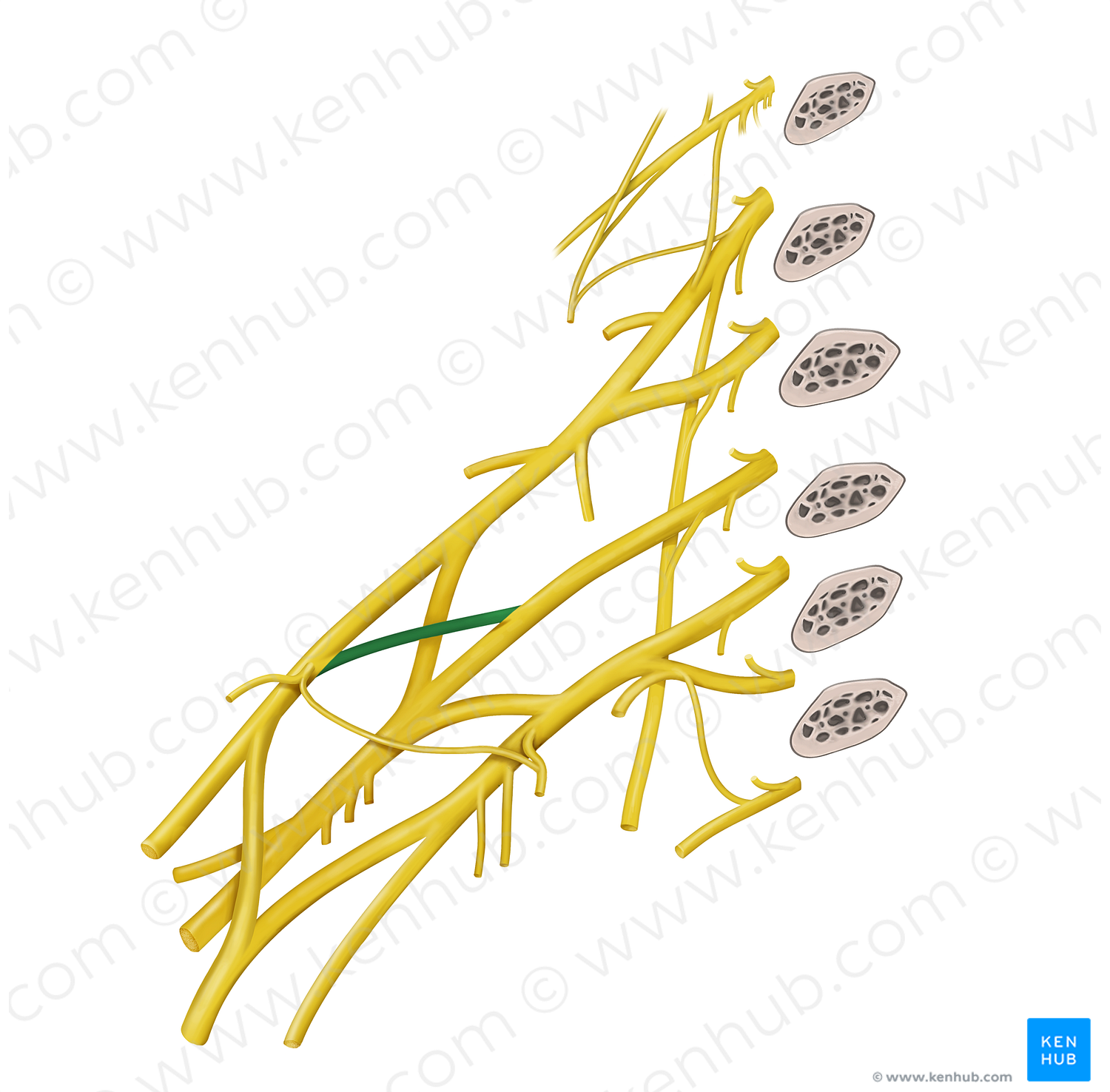 Anterior division of middle trunk of brachial plexus (#20599)